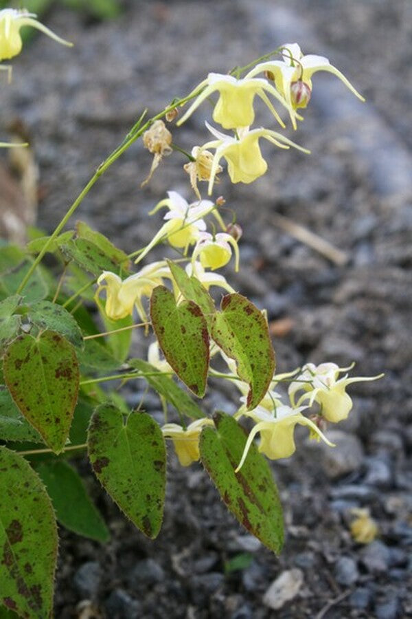Image of Epimedium 'Sunshowers'|Juniper Level Botanic Gdn, NC|JLBG