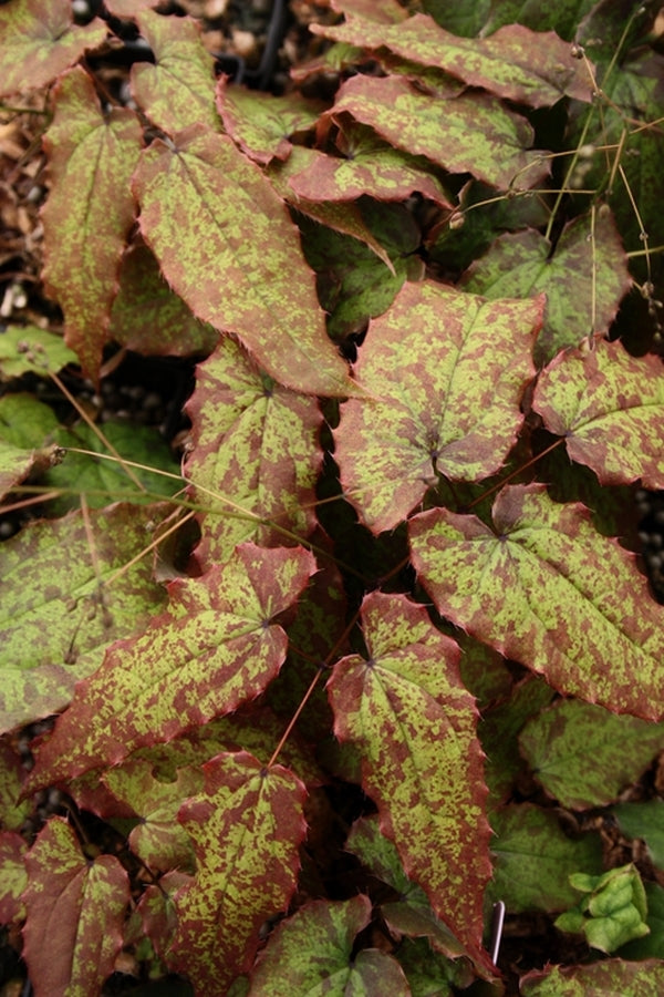 Image of Epimedium acuminatum 'Guiding Light'||
