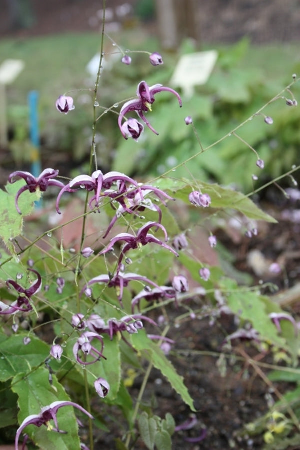 Image of Epimedium acuminatum 'Night Mistress'taken at Juniper Level Botanic Gdn, NC by JLBG