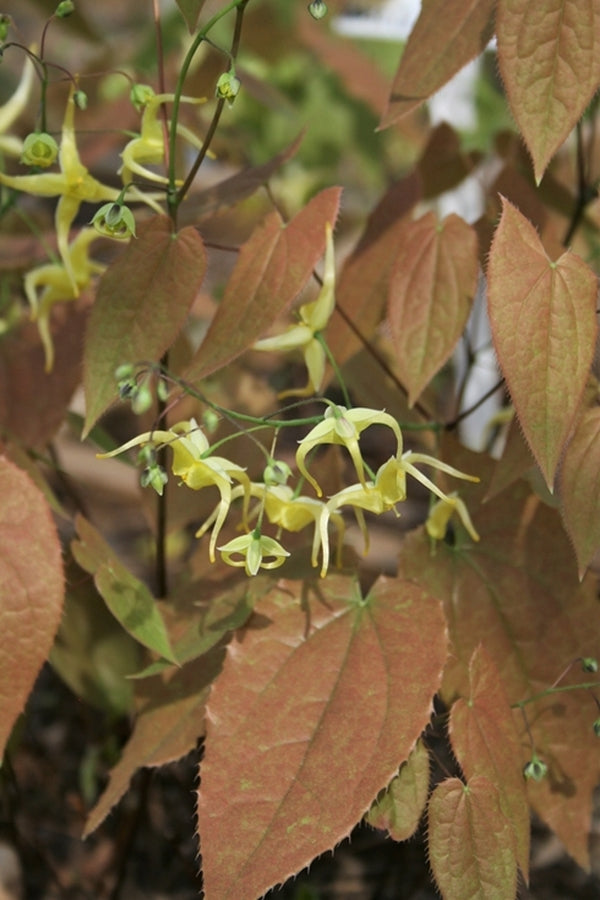 Image of Epimedium franchetii 'Suntan'|Juniper Level Botanic Gdn, NC|JLBG