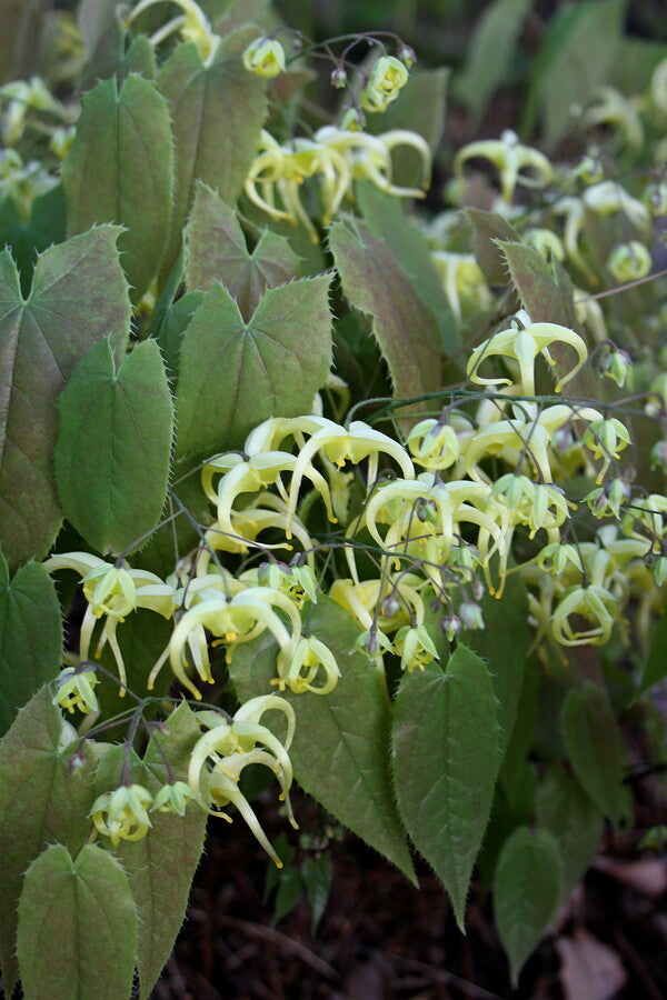 Image of Epimedium franchetii 'Suntan'||