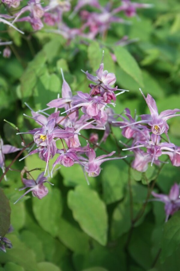 Image of Epimedium grandiflorum 'Lilafee'taken at Juniper Level Botanic Gdn, NC by JLBG