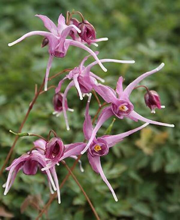 Image of Epimedium grandiflorum 'Pierre's Purple'|Juniper Level Botanic Gdn, NC|JLBG