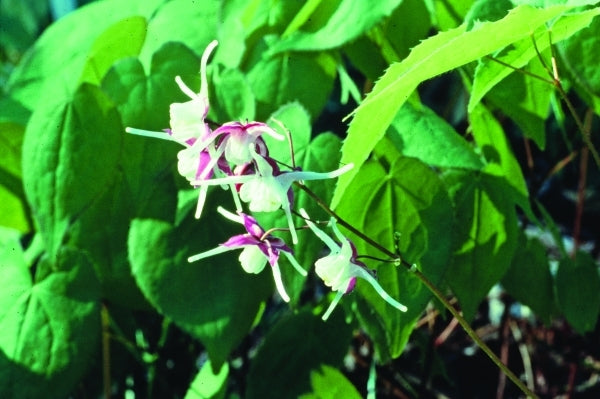 Image of Epimedium grandiflorum 'Princess Susan'|D. Probst Gdn, MA|D. Probst