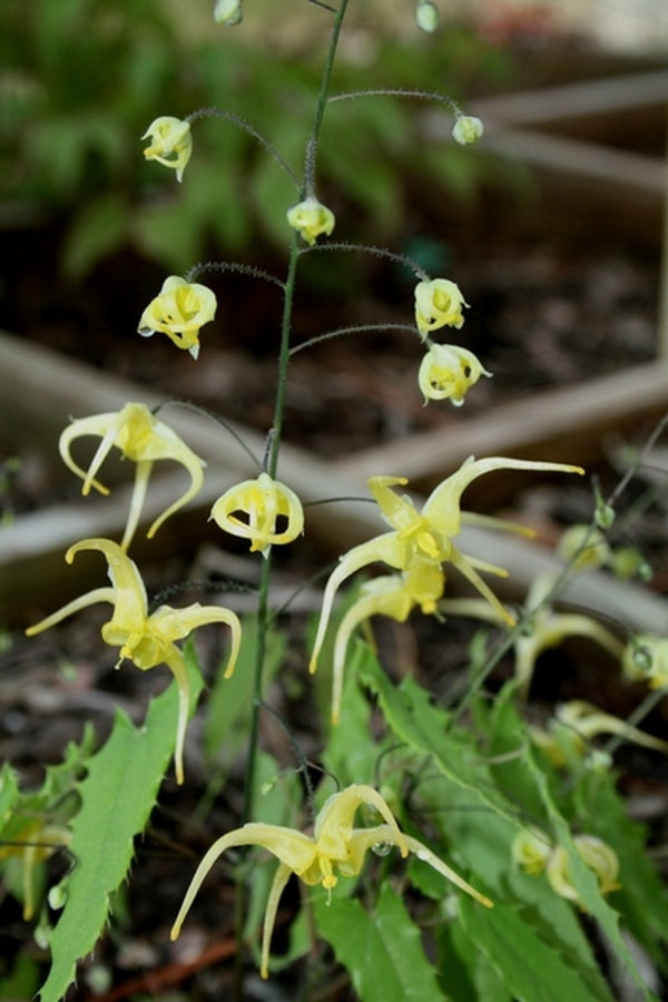 Image of Epimedium ilicifolium|Juniper Level Botanic Gdn, NC|JLBG