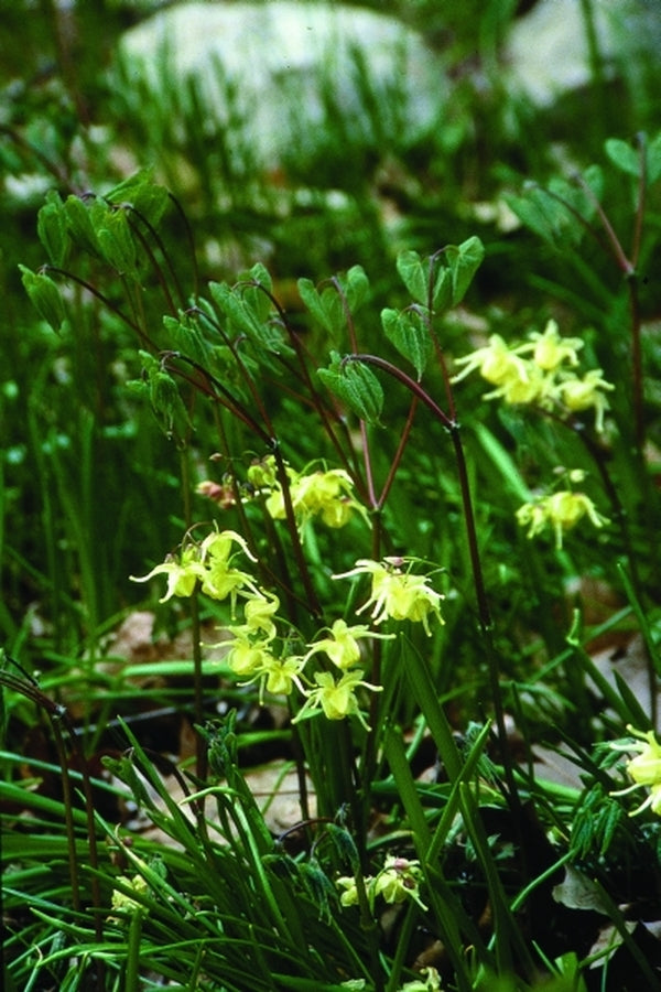 Image of Epimedium koreanum 'Harold Epstein'|D. Probst Gdn, MA|D. Probst