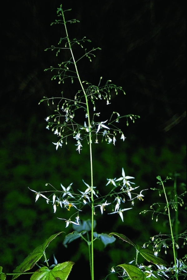 Image of Epimedium pubescens|Juniper Level Botanic Gdn, NC|JLBG