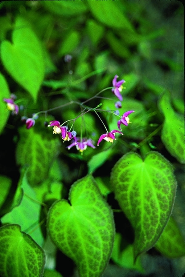 Image of Epimedium x rubrum|Juniper Level Botanic Gdn, NC|JLBG