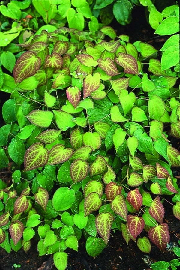 Image of Epimedium x rubrum|Juniper Level Botanic Gdn, NC|JLBG