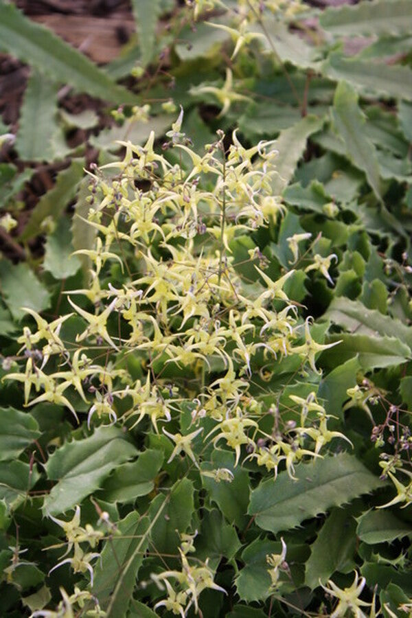 Image of Epimedium sp. nov. 'Spine Tingler'taken at Juniper Level Botanic Gdn, NC by JLBG