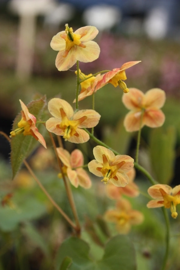 Image of Epimedium x warleyense 'Orangekonigin'taken at Juniper Level Botanic Gdn, NC by JLBG