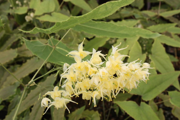 Image of Epimedium wushanense|Juniper Level Botanic Gdn, NC|JLBG