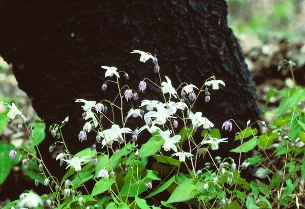 Image of Epimedium x youngianum 'Pink Star'|D. Probst Gdn, MA|D. Probst