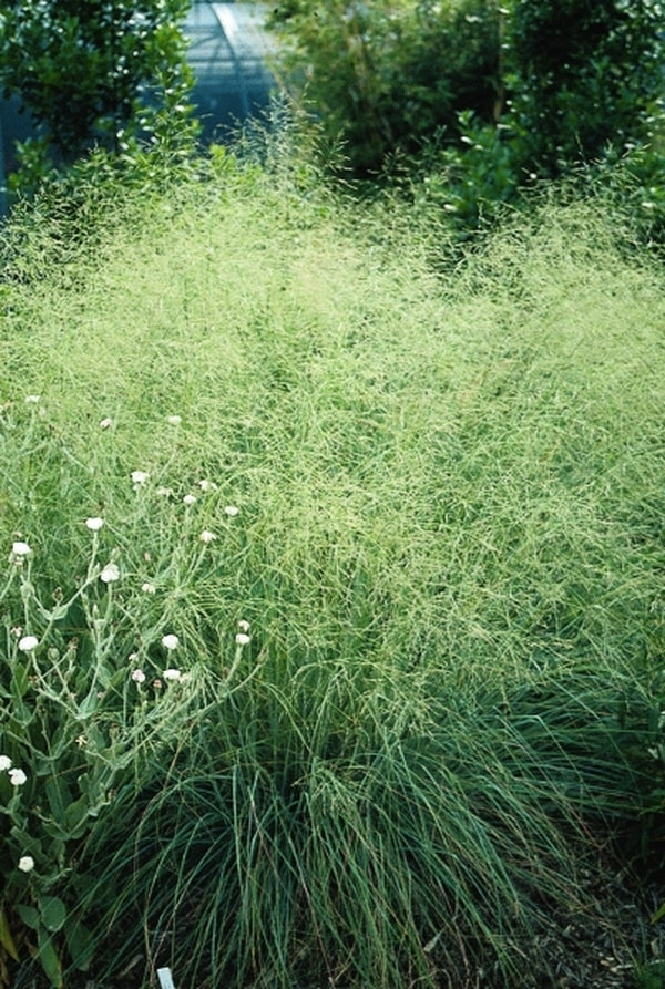 Image of Eragrostis chloromelas 'Wind Dancer'|Juniper Level Botanic Gdn, NC|JLBG