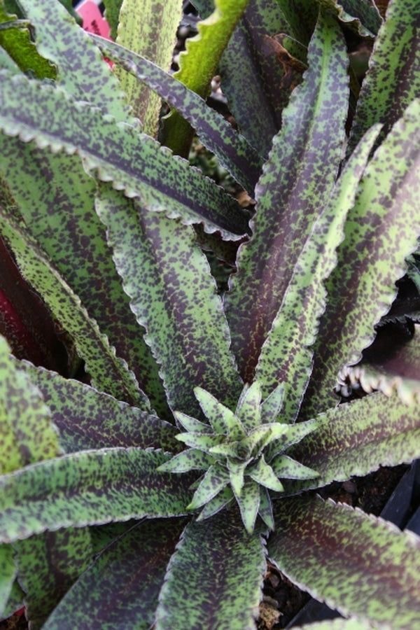 Image of Eucomis 'Freckles' PP 22,769|Juniper Level Botanic Gdn, NC|JLBG
