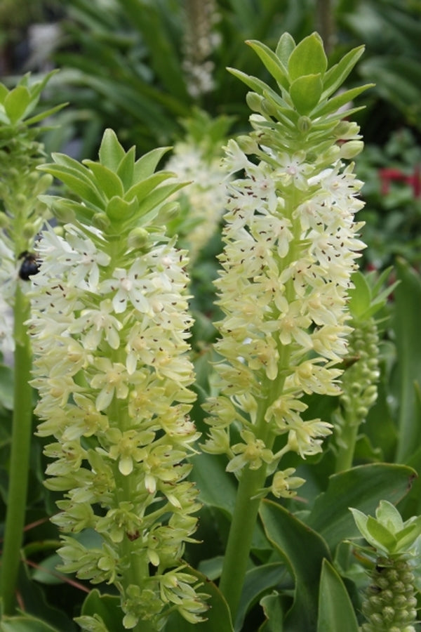 Image of Eucomis 'Kilimanjaro'|Juniper Level Botanic Gdn, NC|JLBG