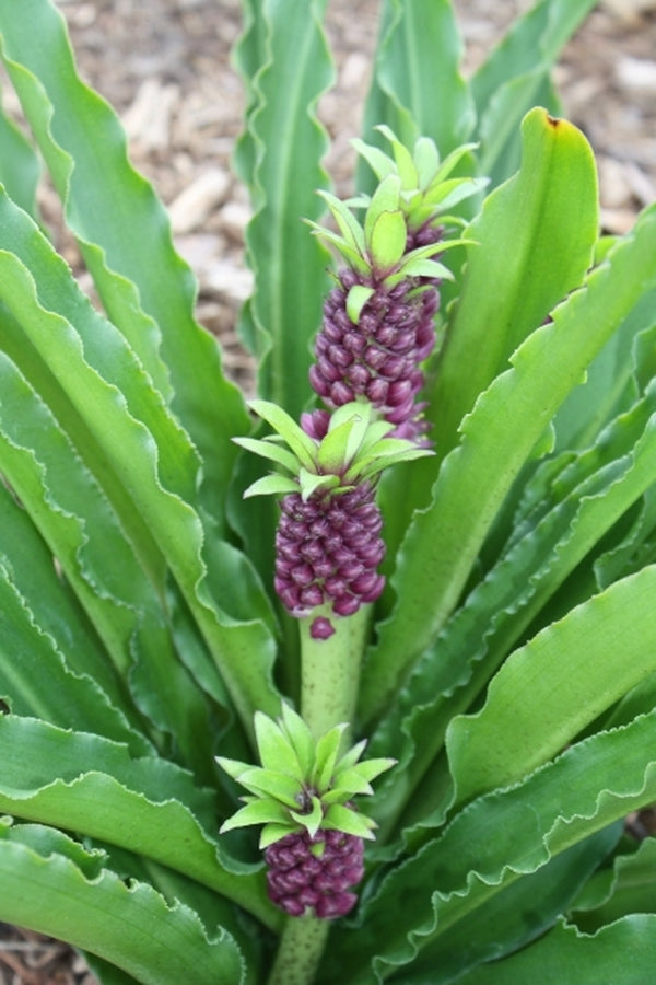 Image of Eucomis 'Leia'|Juniper Level Botanic Gdn, NC|JLBG