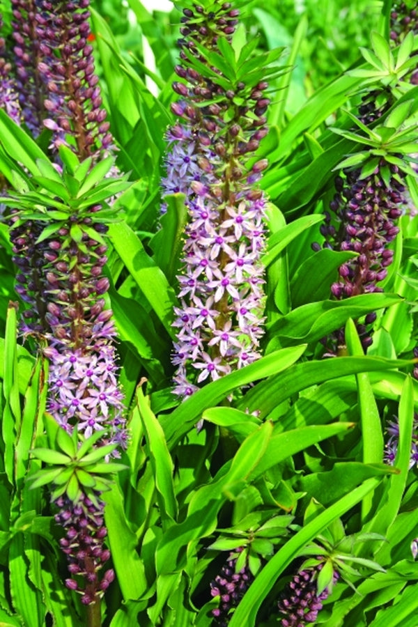 Image of Eucomis 'Reuben'|Juniper Level Botanic Gdn, NC|JLBG