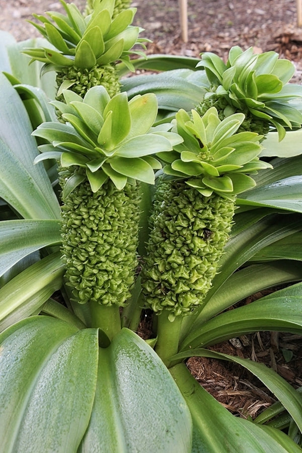 Image of Eucomis autumnalis 'Naude's Neck'|Juniper Level Botanic Gdn, NC|JLBG