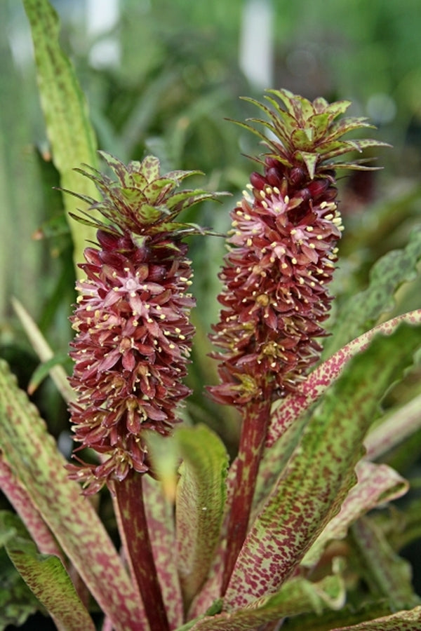 Image of Eucomis vandermerwei|Juniper Level Botanic Gdn, NC|JLBG