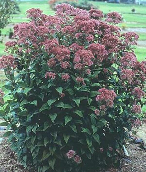 Image of Eupatorium dubium 'Little Joe' PP 16,122|Conard Pyle, PA|Conard Pyle