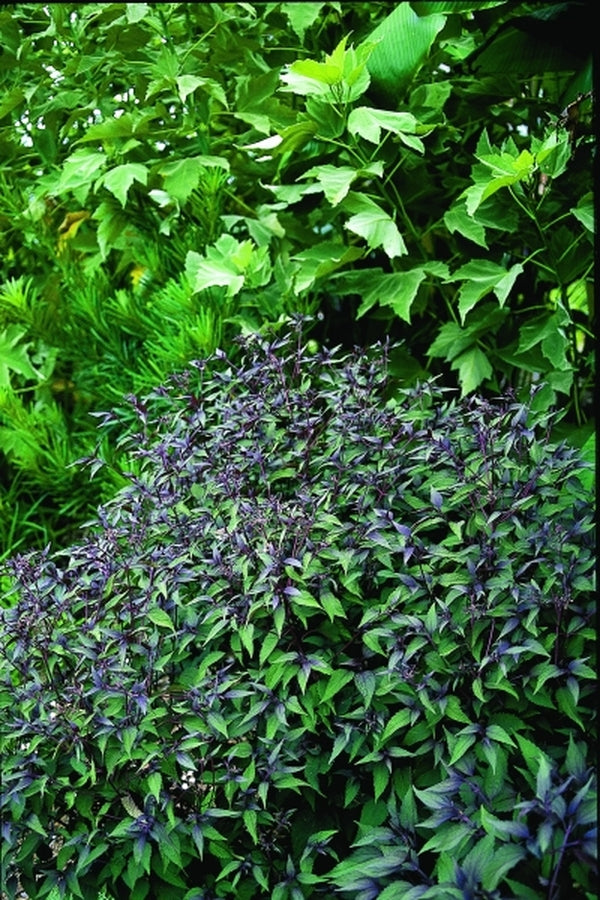 Image of Eupatorium rugosum 'Chocolate'|Juniper Level Botanic Gdn, NC|JLBG