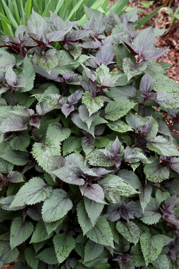 Image of Eupatorium rugosum 'Chocolate'||