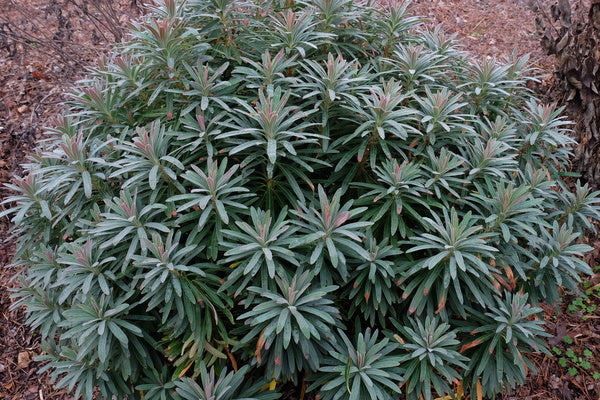 Image of Euphorbia 'Galaxy Glow' PP 28,761|Juniper Level Botanic Gdn, NC|JLBG