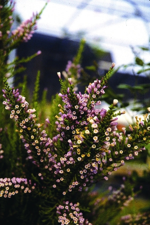 Image of Fabiana imbricata 'Violacea'|Juniper Level Botanic Gdn, NC|JLBG