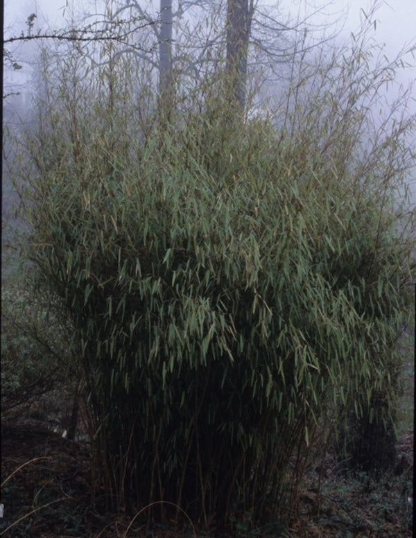 Image of Fargesia murielae|B. Yinger Gdn, PA|