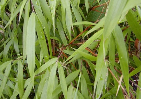Image of Fargesia scabrida|Boo Shoots, WA|Boo-Shoot Gardens