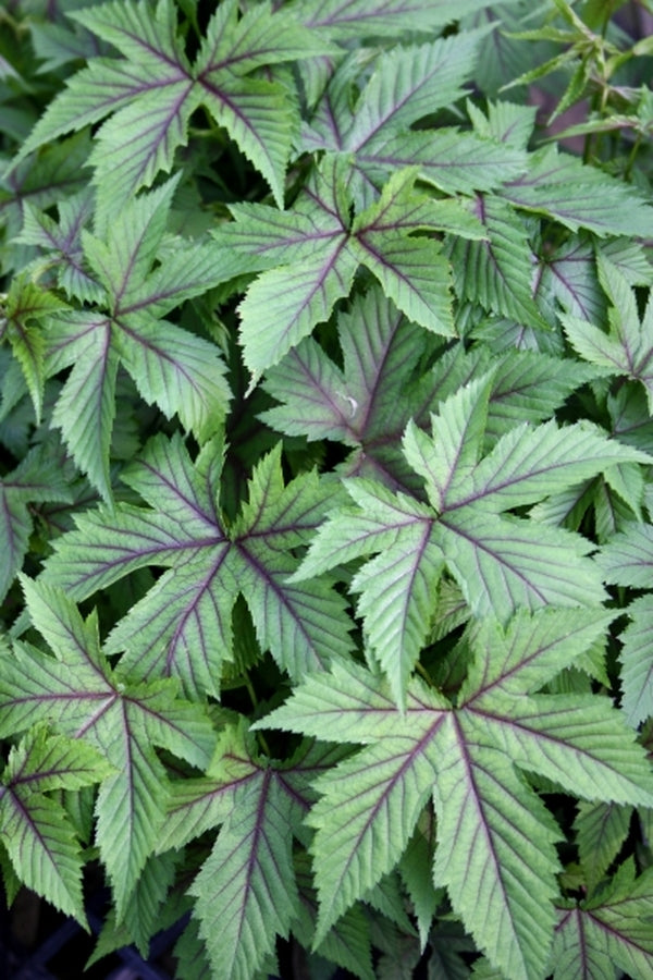 Image of Filipendula 'Red Umbrellas'|Juniper Level Botanic Gdn, NC|JLBG