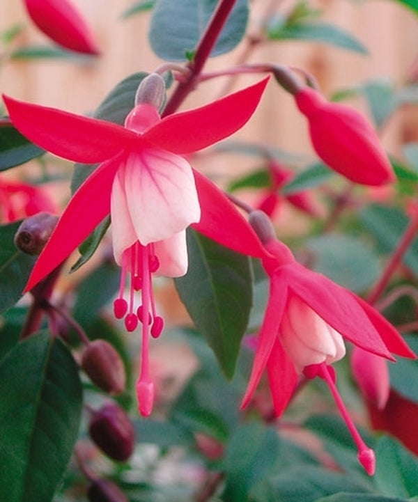 Image of Fuchsia 'Sunistanf' PPAF|Euroamerican, CA|EuroAmerican