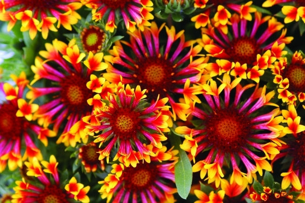 Image of Gaillardia aristata 'Fanfare' PP 15,892|Walters Gardens, MI|www.perennialresource.com