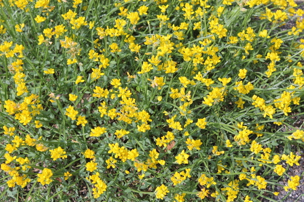 Image of Genista sagittalis