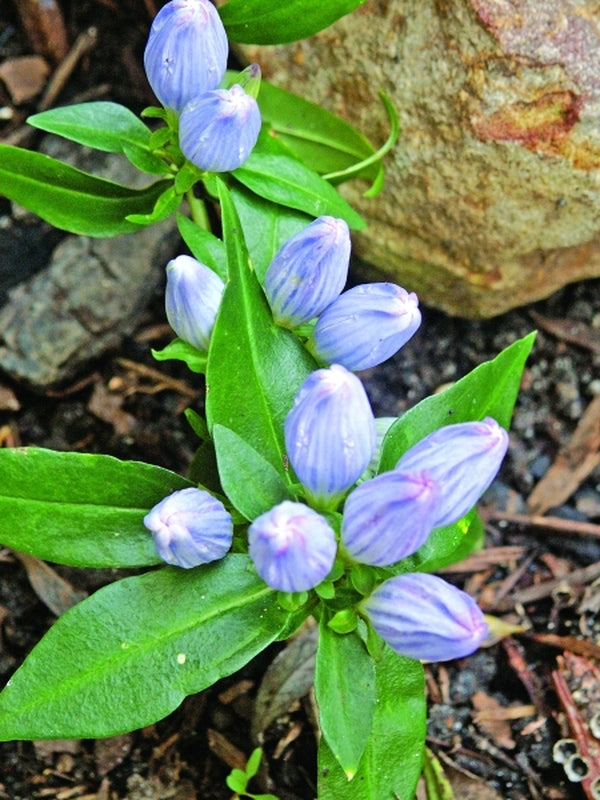 Image of Gentiana saponaria|Juniper Level Botanic Gdn, NC|JLBG