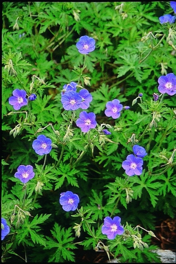 Image of Geranium 'Brookside'|Juniper Level Botanic Gdn, NC|JLBG