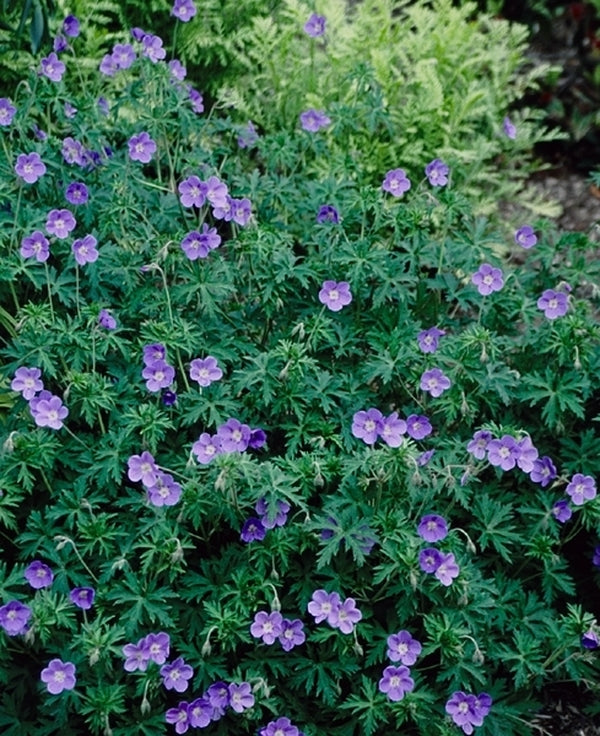 Image of Geranium 'Brookside'|Juniper Level Botanic Gdn, NC|JLBG