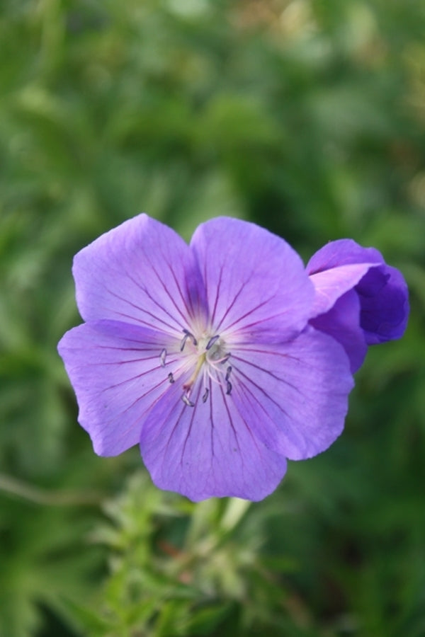 Image of Geranium 'Eureka Blue' PP 22270|Juniper Level Botanic Gdn, NC|JLBG