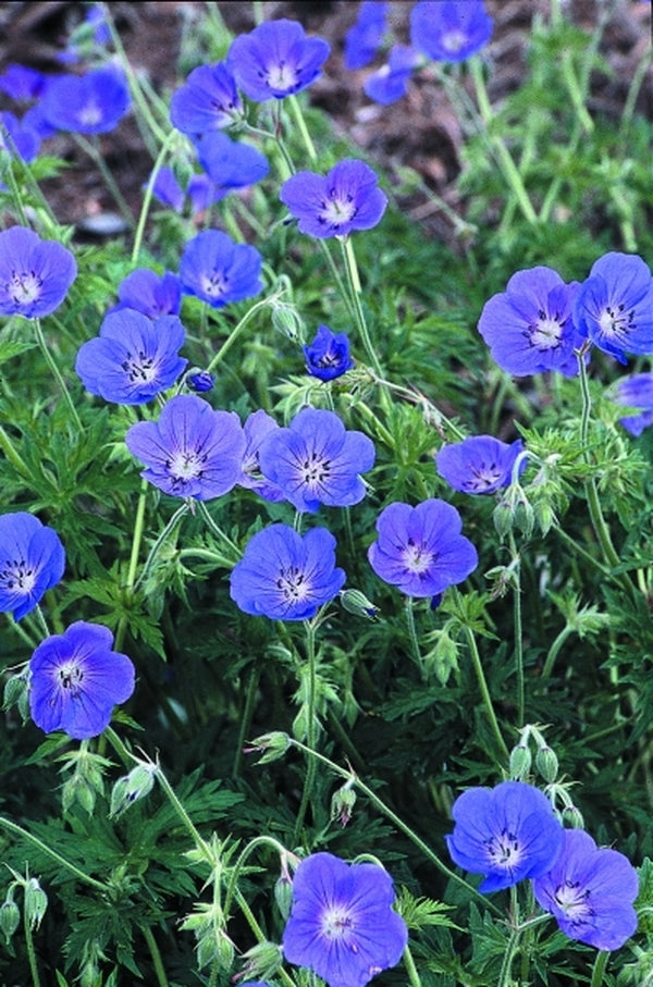 Image of Geranium 'Orion'|Juniper Level Botanic Gdn, NC|JLBG