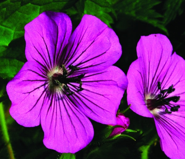 Image of Geranium 'Pink Penny' PP 17,656|Rijnbeek Gdn, Netherlands|N. Rijnbeek