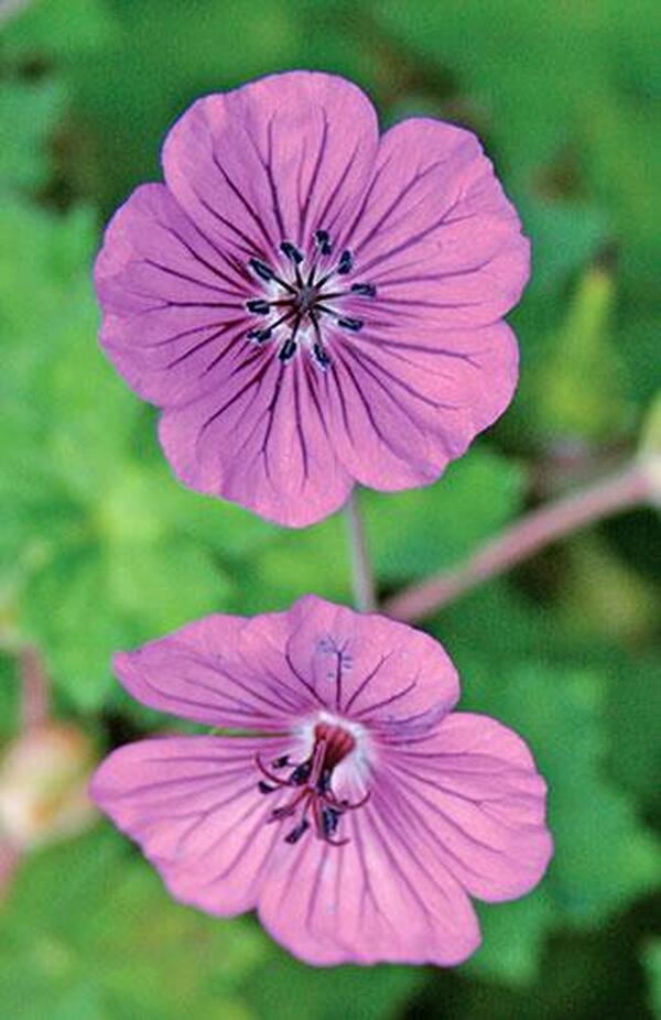 Image of Geranium 'Pink Penny' PP 17,656|Juniper Level Botanic Gdn, NC|JLBG
