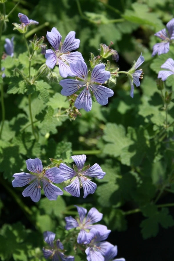 Image of Geranium 'Stephanie' PPAF|Juniper Level Botanic Gdn, NC|JLBG