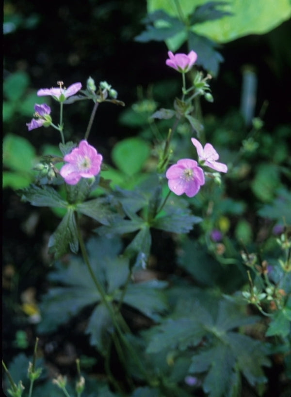 Image of Geranium maculatum 'Elizabeth Ann' |Juniper Level Botanic Gdn, NC|JLBG