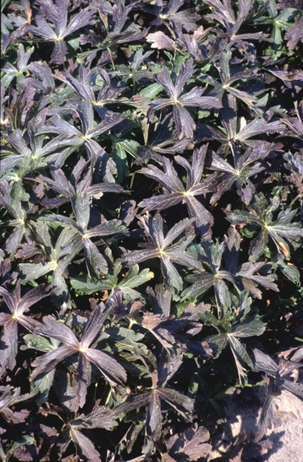 Image of Geranium maculatum 'Elizabeth Ann' |Van Noort Nursery, Netherlands|