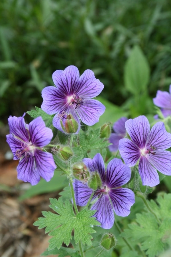 Image of Geranium x magnificum 'Rosemoor'|Juniper Level Botanic Gdn, NC|JLBG