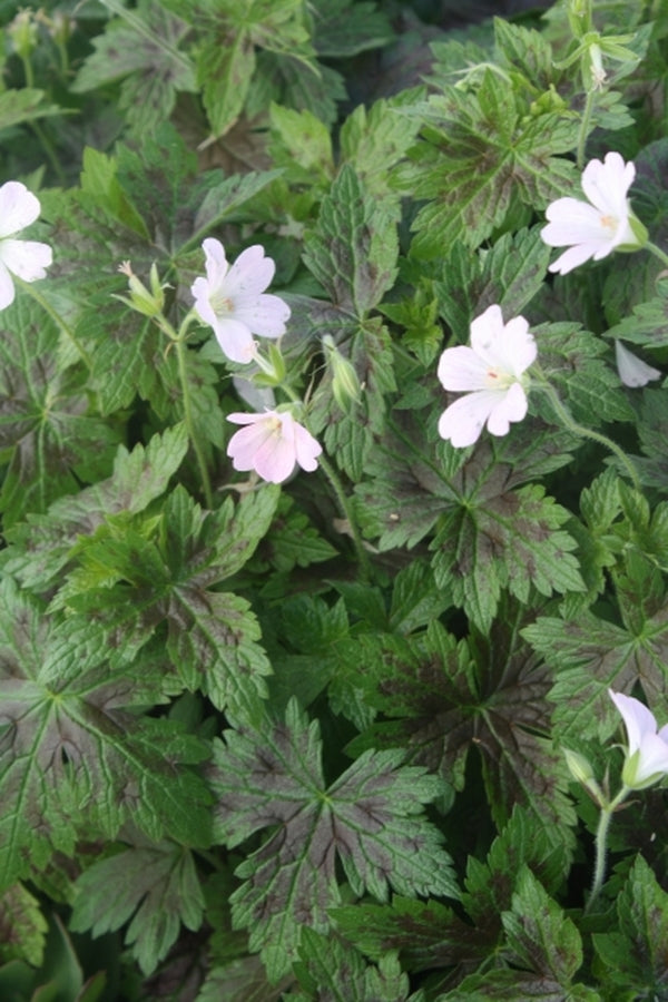 Image of Geranium x oxonianum 'Maurice Moka'|Juniper Level Botanic Gdn, NC|JLBG