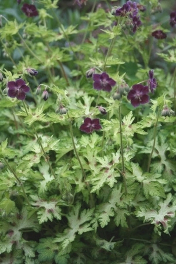 Image of Geranium phaeum 'Springtime'taken at Juniper Level Botanic Gdn, NC by JLBG