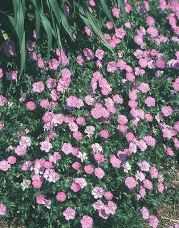 Image of Geranium sanguineum 'Ankum's Pride'|Juniper Level Botanic Gdn, NC|JLBG