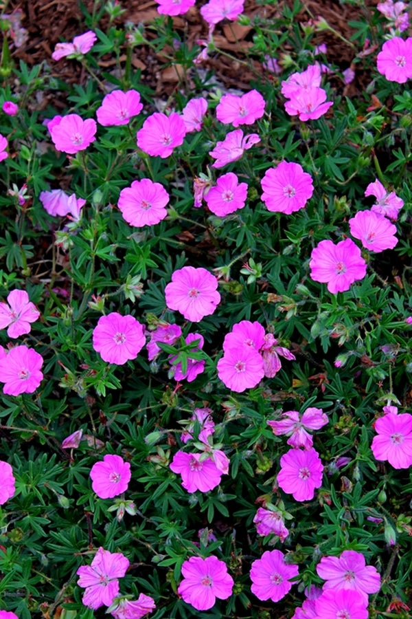 Image of Geranium sanguineum 'Ankum's Pride'||